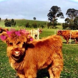 Meet your Posher, Presley